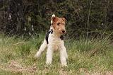 FOX TERRIER 518